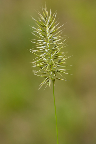 Anthoxanthum aristatum Boiss., 1842 &copy; Wijnand van Buuren