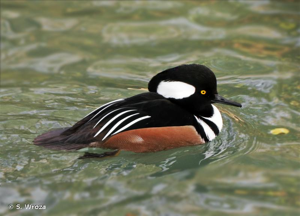 <i>Lophodytes cucullatus</i> (Linnaeus, 1758) © S. Wroza