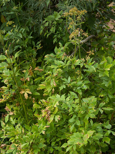 Apium graveolens L., 1753 &copy; Wijnand van Buuren