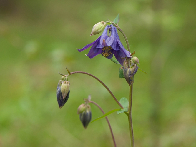 Aquilegia vulgaris L., 1753 &copy; Wijnand van Buuren