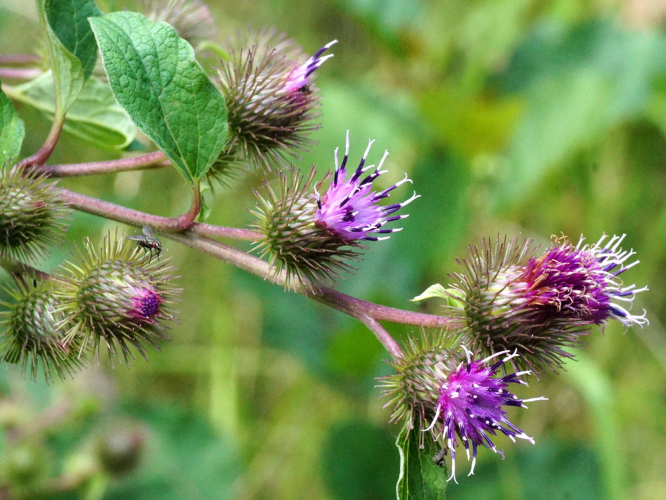 Arctium lappa L., 1753 &copy; Hans Jonkman