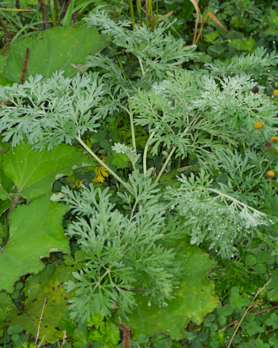 Artemisia absinthium L., 1753 &copy; Wijnand van Buuren