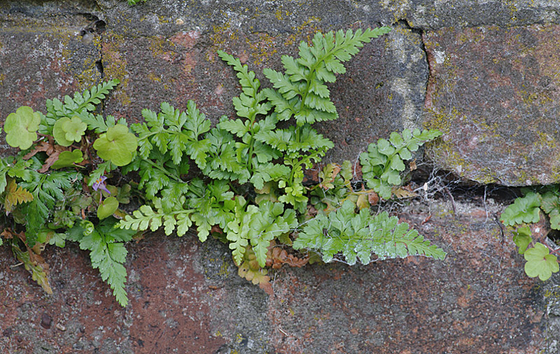 Asplenium adiantum-nigrum L., 1753 &copy; Hans Adema