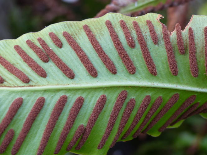 Asplenium scolopendrium L., 1753 &copy; Dick Belgers