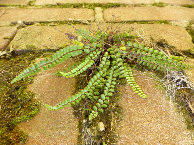 Asplenium trichomanes L., 1753 &copy; Tjerk Nawijn