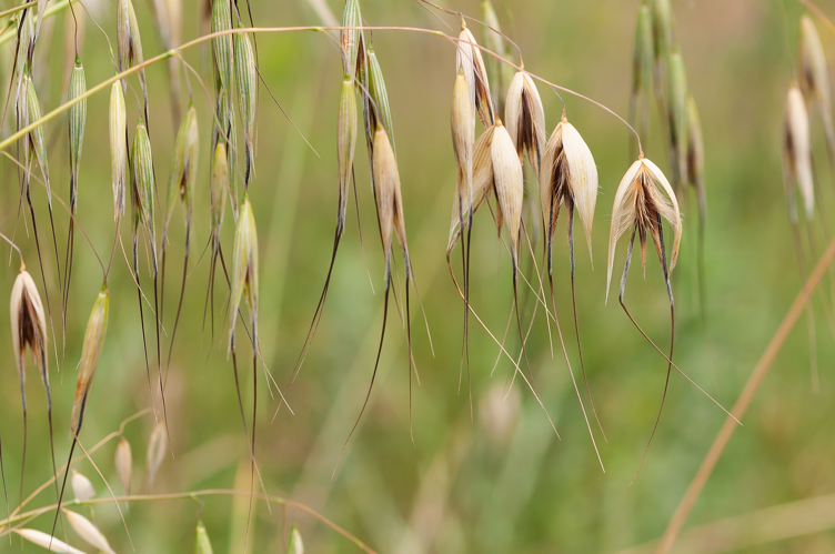 Avena fatua L., 1753 &copy; Wijnand van Buuren