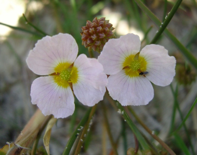 Baldellia ranunculoides (L.) Parl., 1854 &copy; Tjerk Nawijn