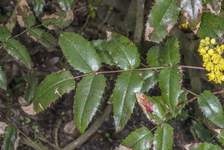 Mahonia aquifolium (Pursh) Nutt., 1818 &copy; Piet J. Ashouwer