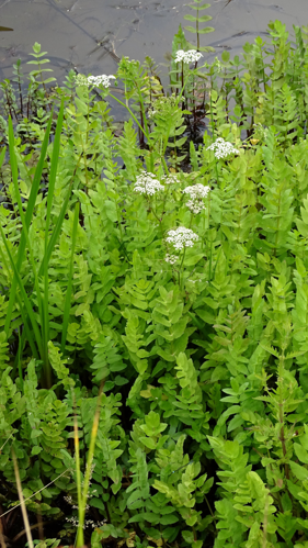 Berula erecta (Huds.) Coville, 1893 &copy; Bert Verbruggen
