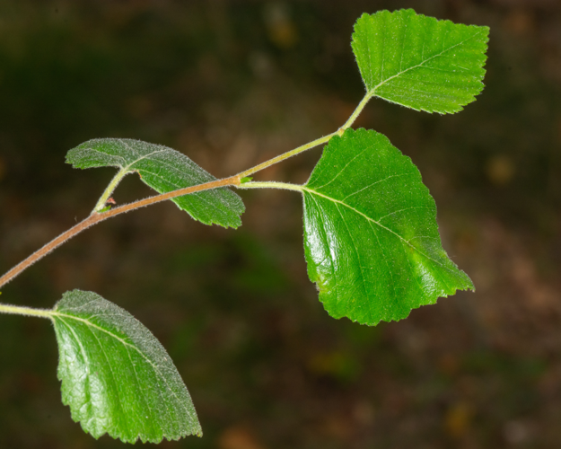 Betula pubescens Ehrh., 1791 &copy; Wijnand van Buuren