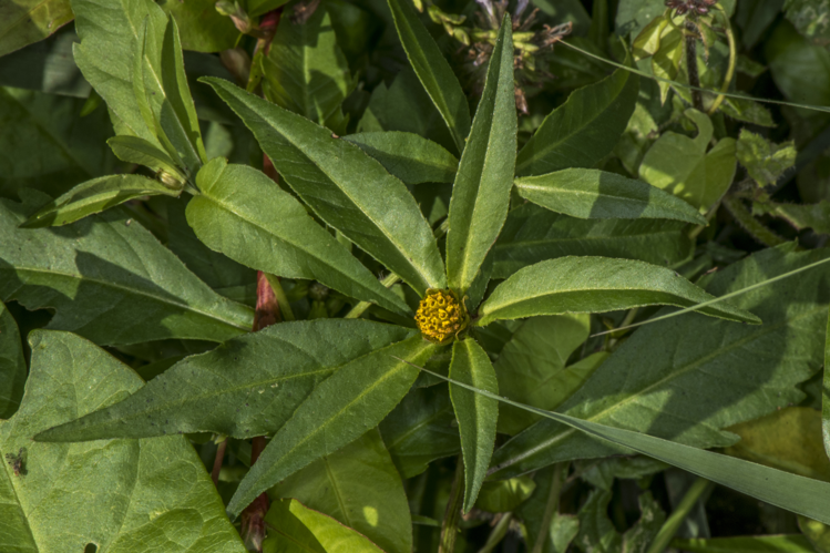 Bidens connata Muhl. ex Willd., 1803 &copy; Piet J. Ashouwer