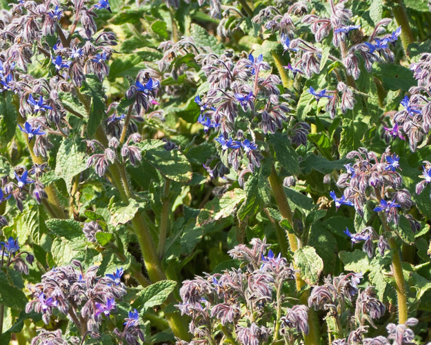 Borago officinalis L., 1753 &copy; Wijnand van Buuren
