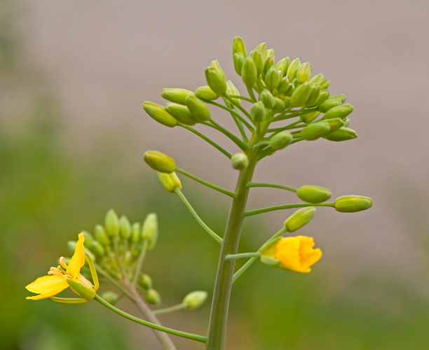 Brassica napus L., 1753 &copy; Wijnand van Buuren