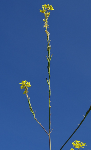 Brassica nigra (L.) W.D.J.Koch, 1833 &copy; Bert Verbruggen