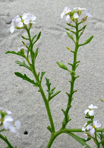 Cakile maritima Scop., 1772 &copy; Bert Verbruggen