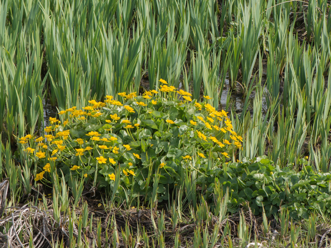 Caltha palustris L., 1753 &copy; Wijnand van Buuren