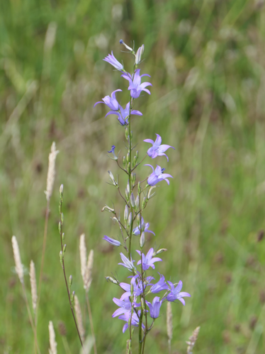 Campanula rapunculus L., 1753 &copy; Dick Belgers