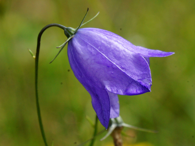 Campanula rotundifolia L., 1753 &copy; Hans Jonkman