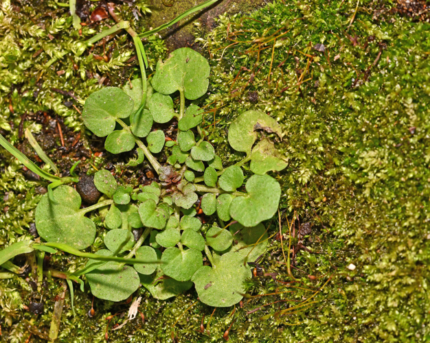 Cardamine hirsuta L., 1753 &copy; Bas van Hulst-Kuiper