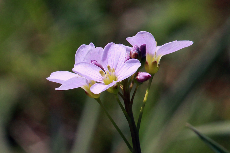 Cardamine pratensis L., 1753 &copy; Annemieke Hoozemans