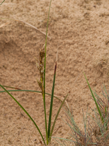 Carex arenaria L., 1753 &copy; Wijnand van Buuren
