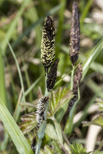 Carex nigra (L.) Reichard, 1778 &copy; Piet J. Ashouwer