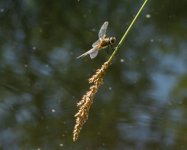 Carex paniculata L., 1755 &copy; Wijnand van Buuren
