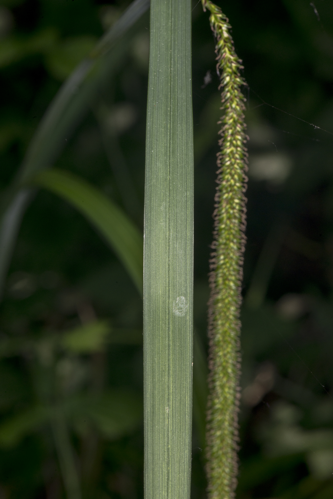 Carex pendula Huds., 1762 &copy; Piet J. Ashouwer