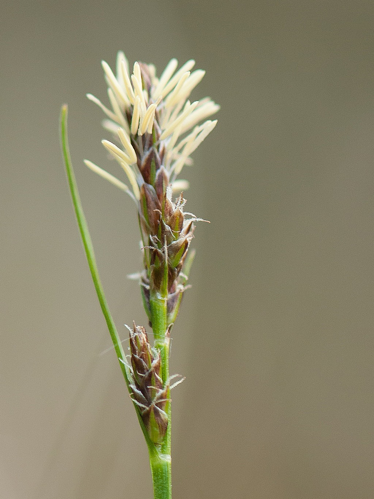 Carex pilulifera L., 1753 &copy; Wijnand van Buuren