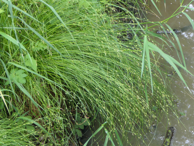 Carex remota L., 1755 &copy; Dick Belgers