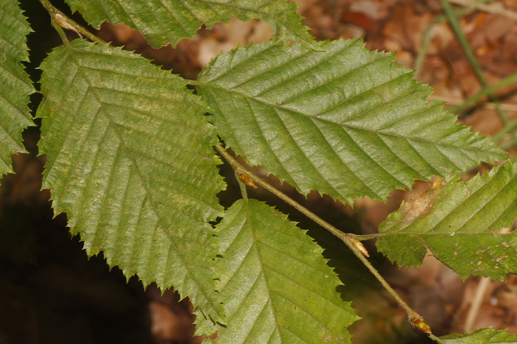 Carpinus betulus L., 1753 &copy; Hans Jonkman