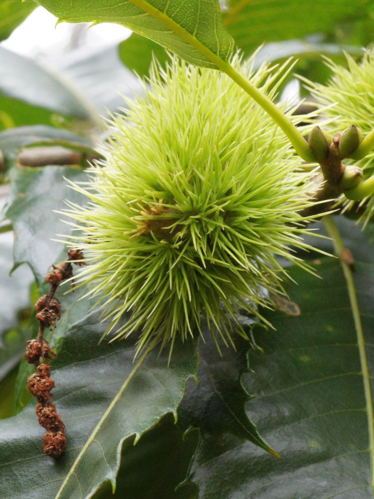 Castanea sativa Mill., 1768 &copy; Hans Jonkman