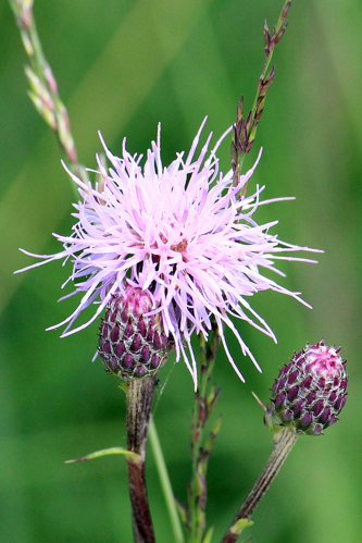 Centaurea jacea L., 1753 &copy; Annemieke Hoozemans