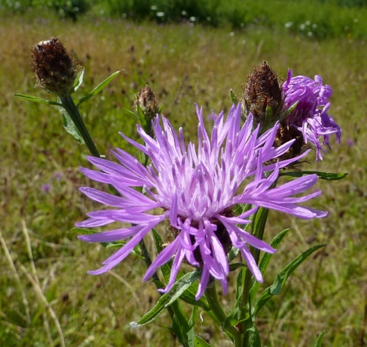 Centaurea scabiosa L., 1753 &copy; Hans Jonkman