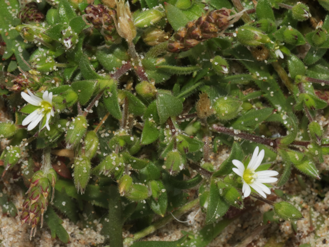 Cerastium diffusum Pers., 1805 &copy; Petra Fleurbaaij