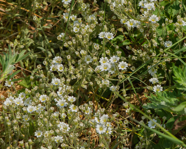 Cerastium tomentosum L., 1753 &copy; Wijnand van Buuren