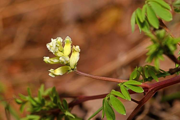 Ceratocapnos claviculata (L.) Lidén, 1984 &copy; Bas van Hulst-Kuiper