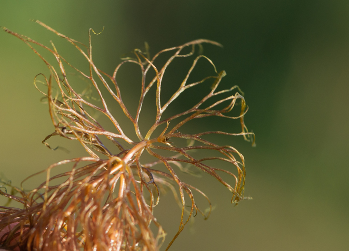 Ceratophyllum submersum L., 1763 &copy; Wijnand van Buuren