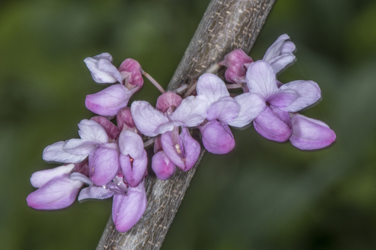 Cercis siliquastrum L., 1753 &copy; Piet J. Ashouwer