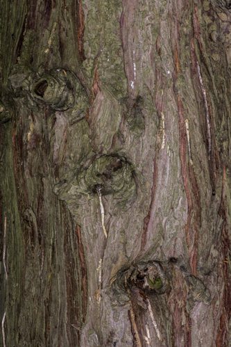 Chamaecyparis lawsoniana (A.Murray bis) Parl., 1866 &copy; Piet J. Ashouwer