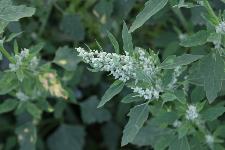 Chenopodium album L., 1753 &copy; Lidwien Peterse
