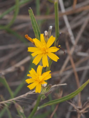 Chondrilla juncea L., 1753 &copy; Wijnand van Buuren
