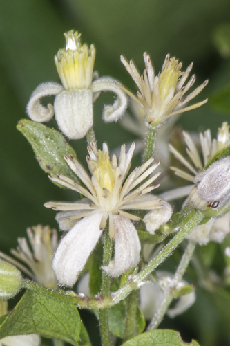 Clematis vitalba L., 1753 &copy; Piet J. Ashouwer