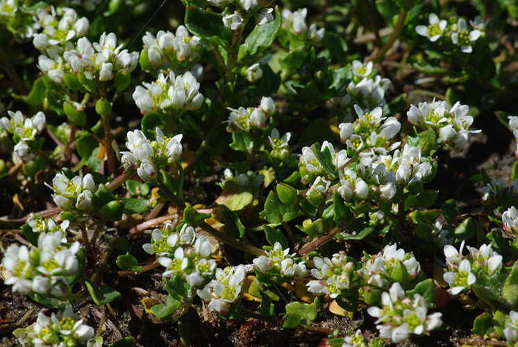Cochlearia danica L., 1753 &copy; Hans Adema