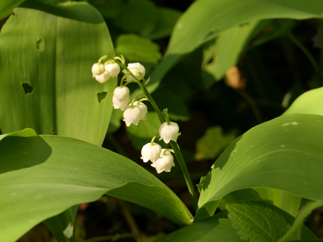 Convallaria majalis L., 1753 &copy; Dick Belgers