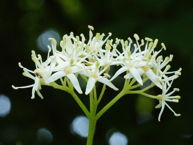 Cornus sanguinea L., 1753 &copy; Hans Jonkman