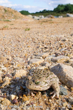  © E. SANSAULT - ANEPE Caudalis