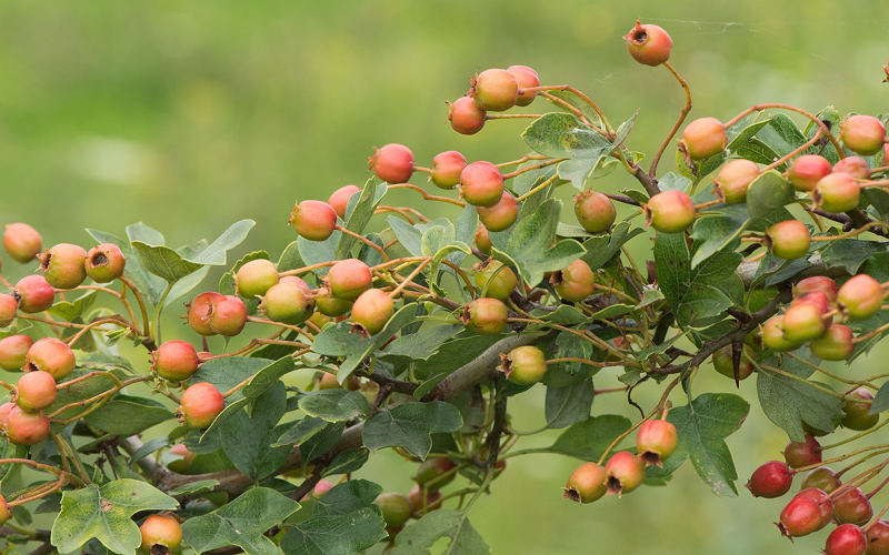 Crataegus monogyna Jacq., 1775 &copy; Wijnand van Buuren