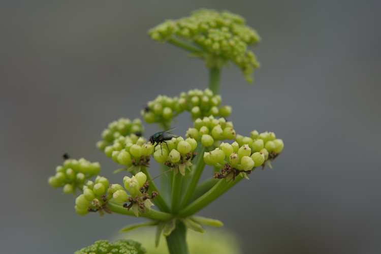 Crithmum maritimum L., 1753 &copy; Wijnand van Buuren