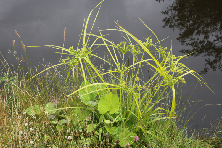 Cyperus eragrostis Lam., 1791 &copy; Joost Nieuwenhuizen